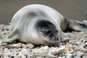 Monk tylene Monk tylene